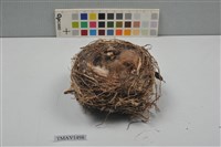藏品(鳥巢)的圖片